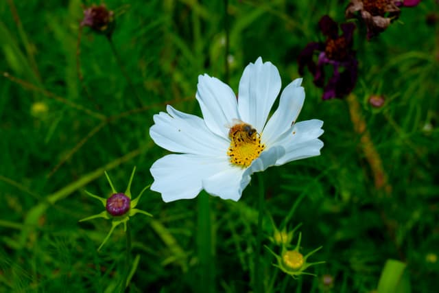 Bee On Flower